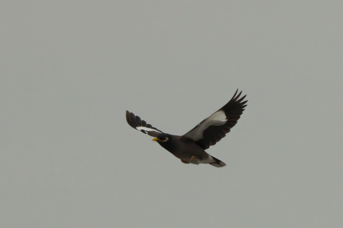 Hartxori tristea - ML635335720