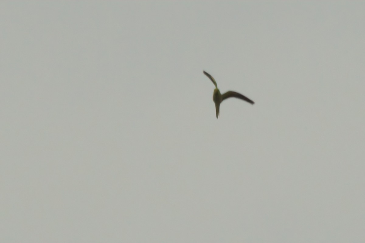 Papagai lepokoduna - ML635335746