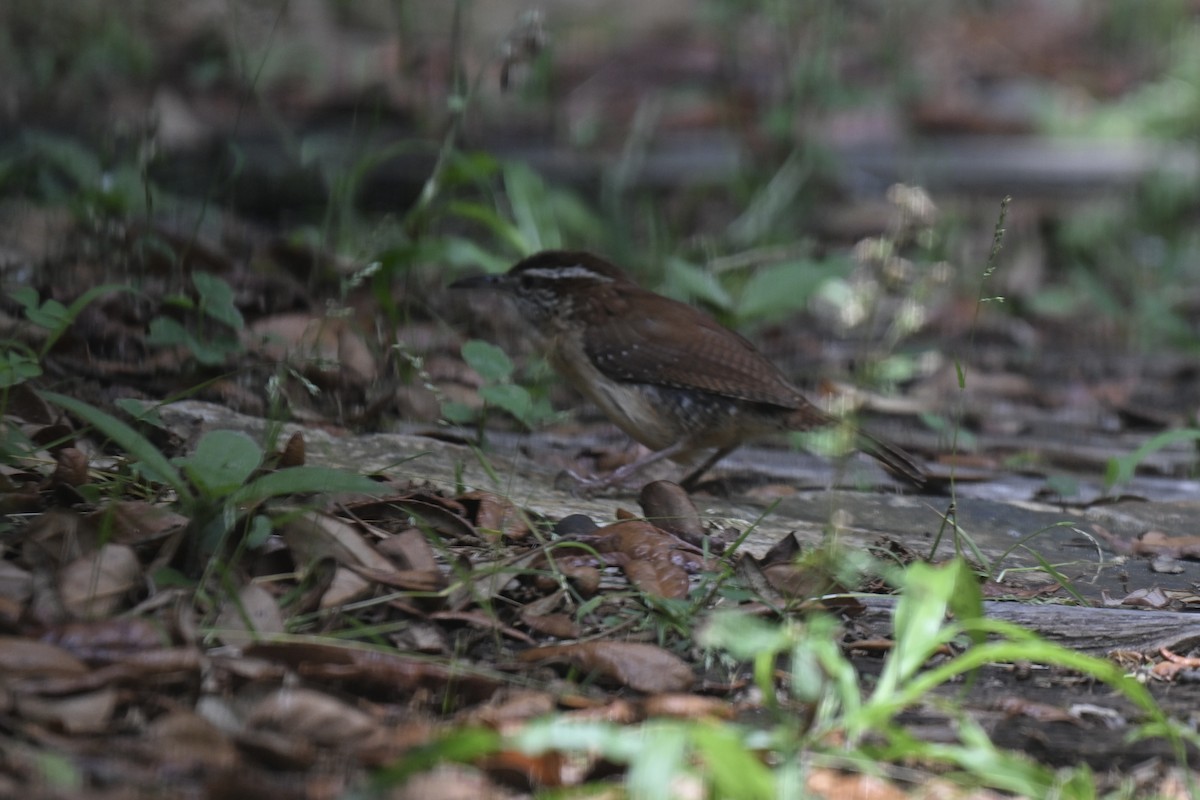 Carolina Wren - ML635335834