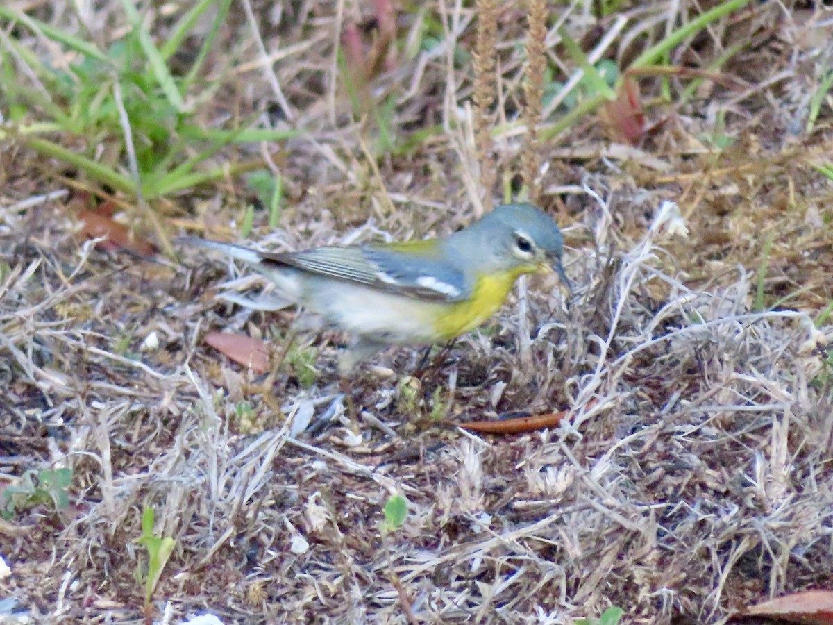 Northern Parula - ML635335873