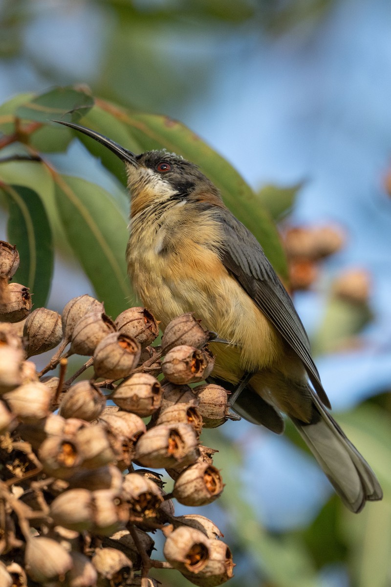 Eastern Spinebill - ML635335884