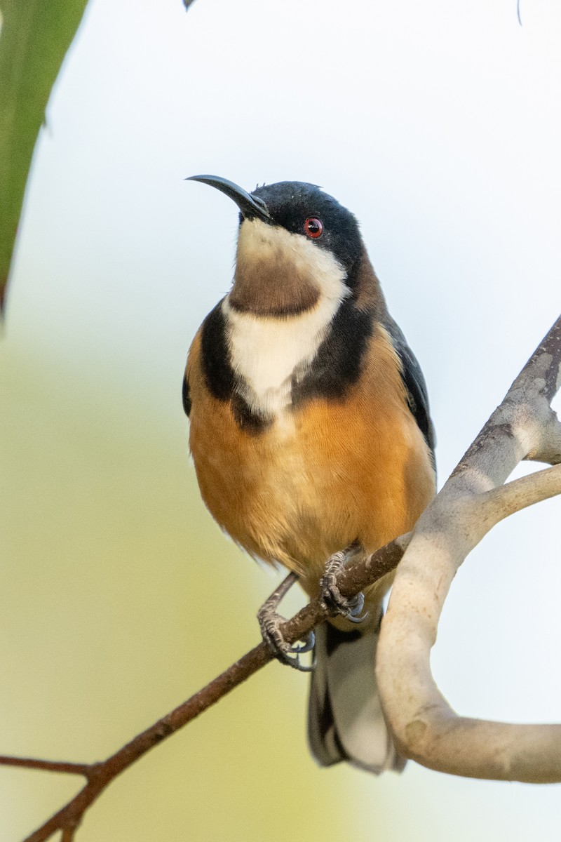 Eastern Spinebill - ML635335890