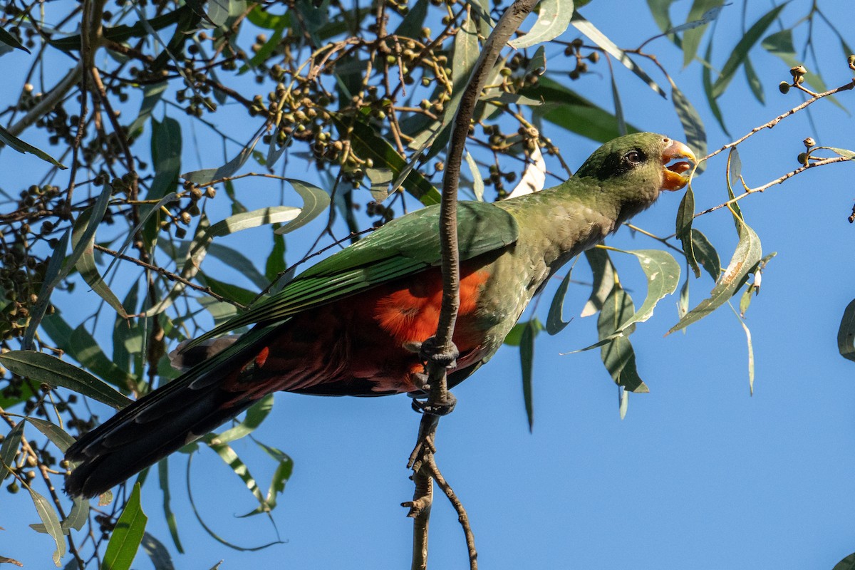 Australian King-Parrot - ML635335896
