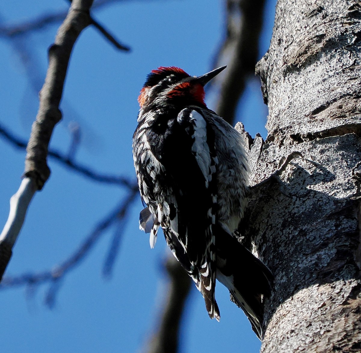 Red-naped Sapsucker - ML635335950