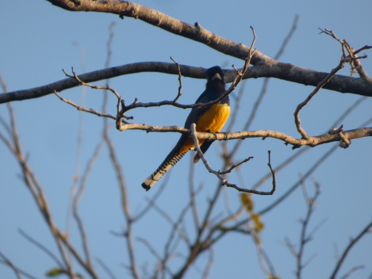 Gartered Trogon - ML635335963