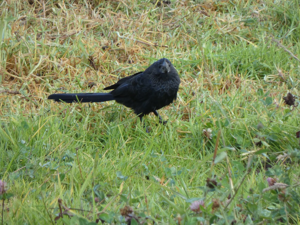 Smooth-billed Ani - ML635335969