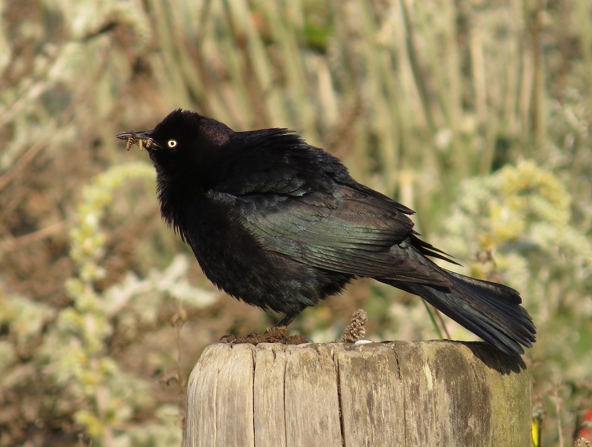 Brewer's Blackbird - ML635335980