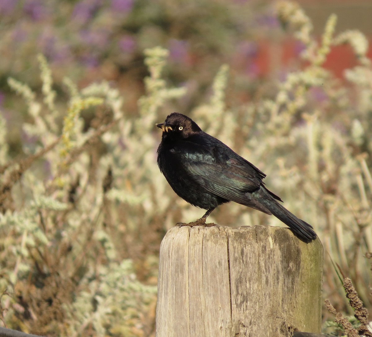 Brewer's Blackbird - ML635335983