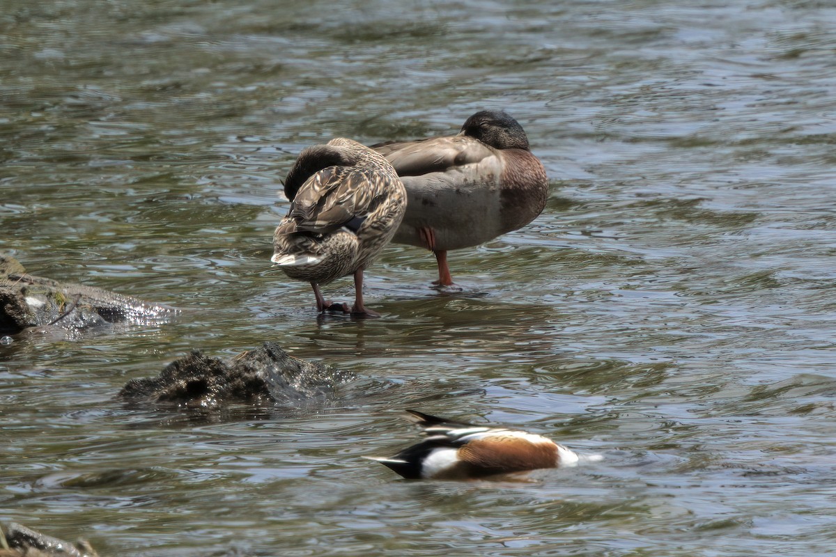 Northern Shoveler - ML635336026