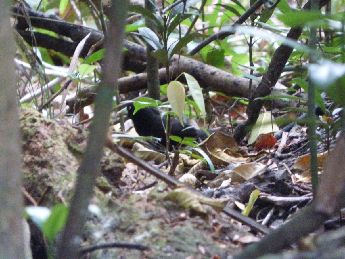 Yellow-billed Cacique (Prevost's) - ML635336042