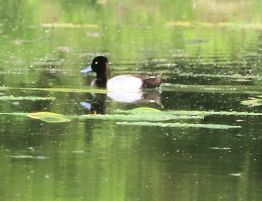 Lesser Scaup - ML635336066