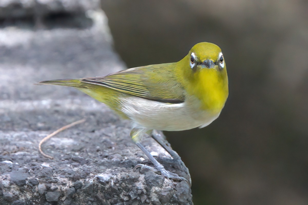 Warbling White-eye - ML635336083