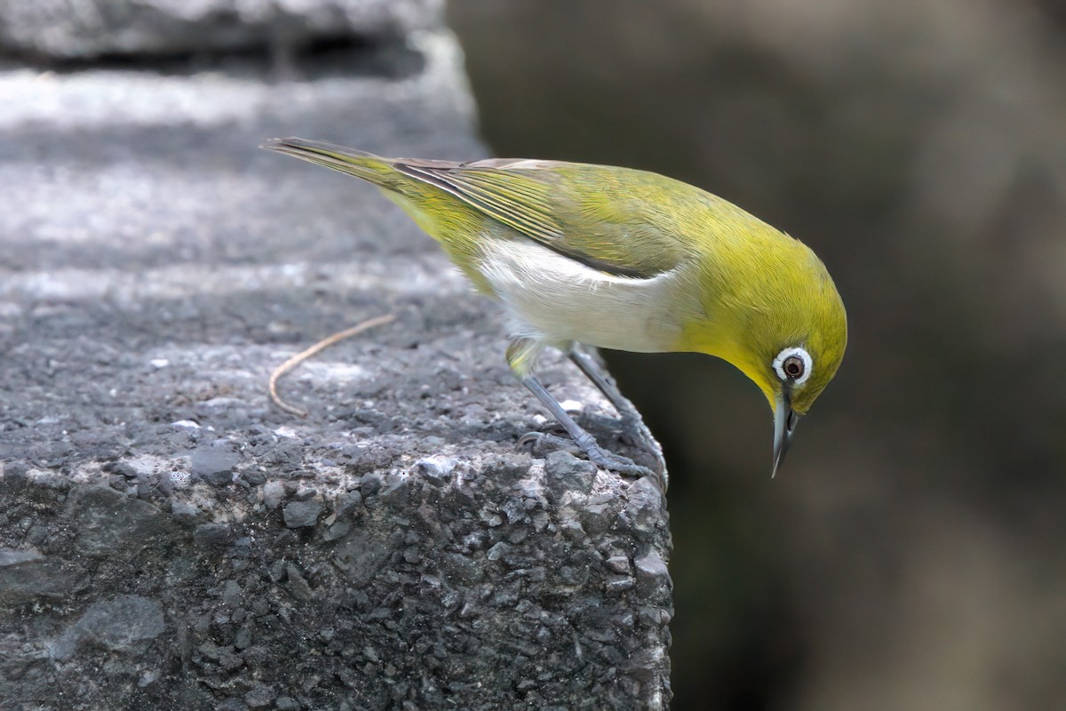 Warbling White-eye - ML635336084
