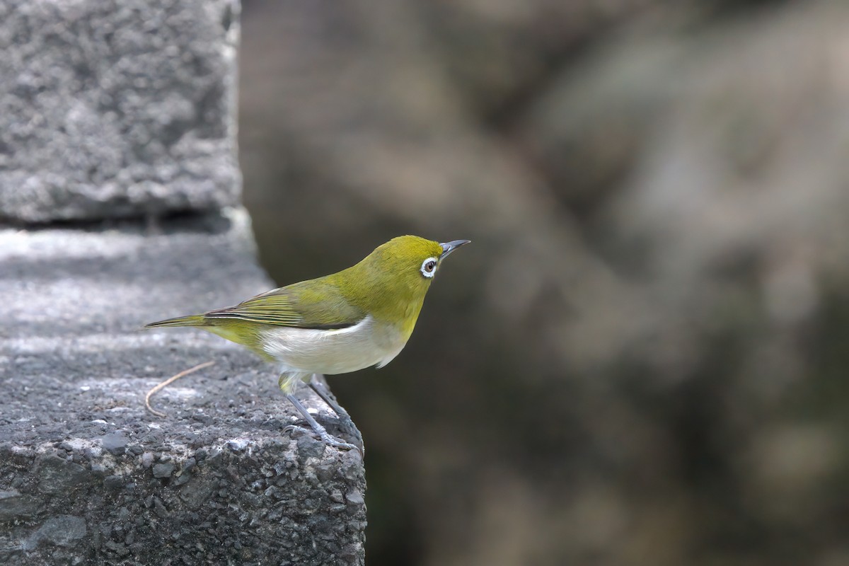Warbling White-eye - ML635336085