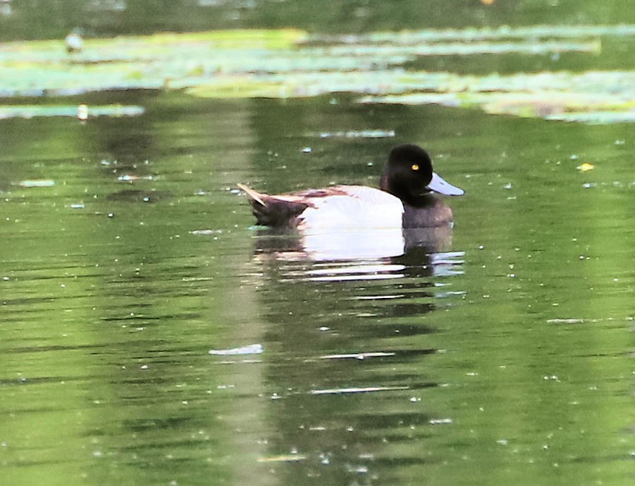 Lesser Scaup - ML635336093
