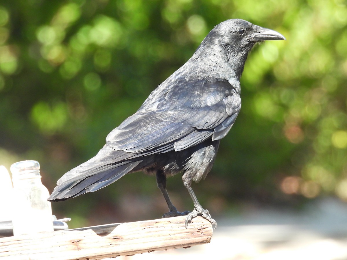 Fish Crow - ML635336198