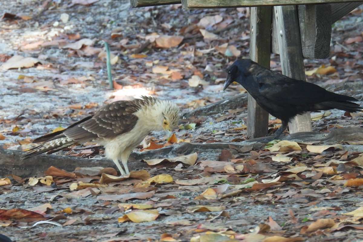Fish Crow - ML635336201