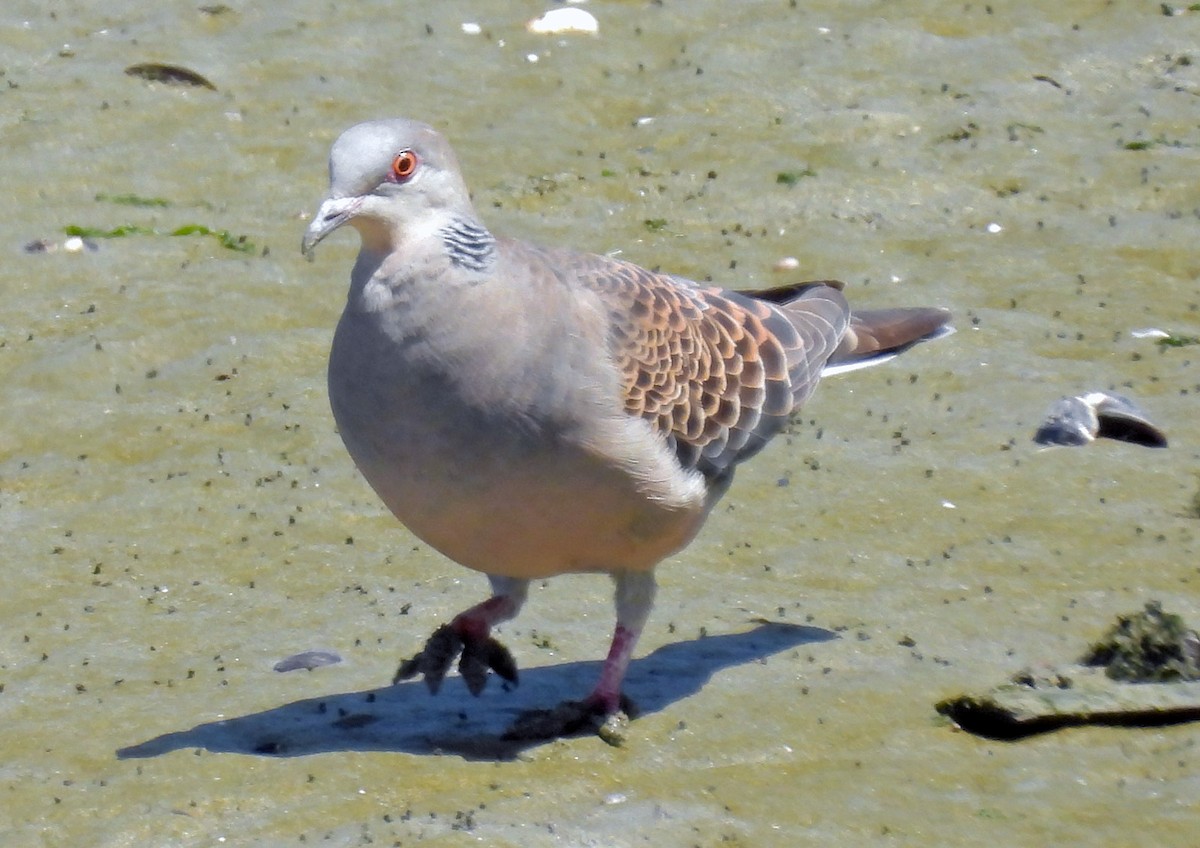 Oriental Turtle-Dove - ML635336287