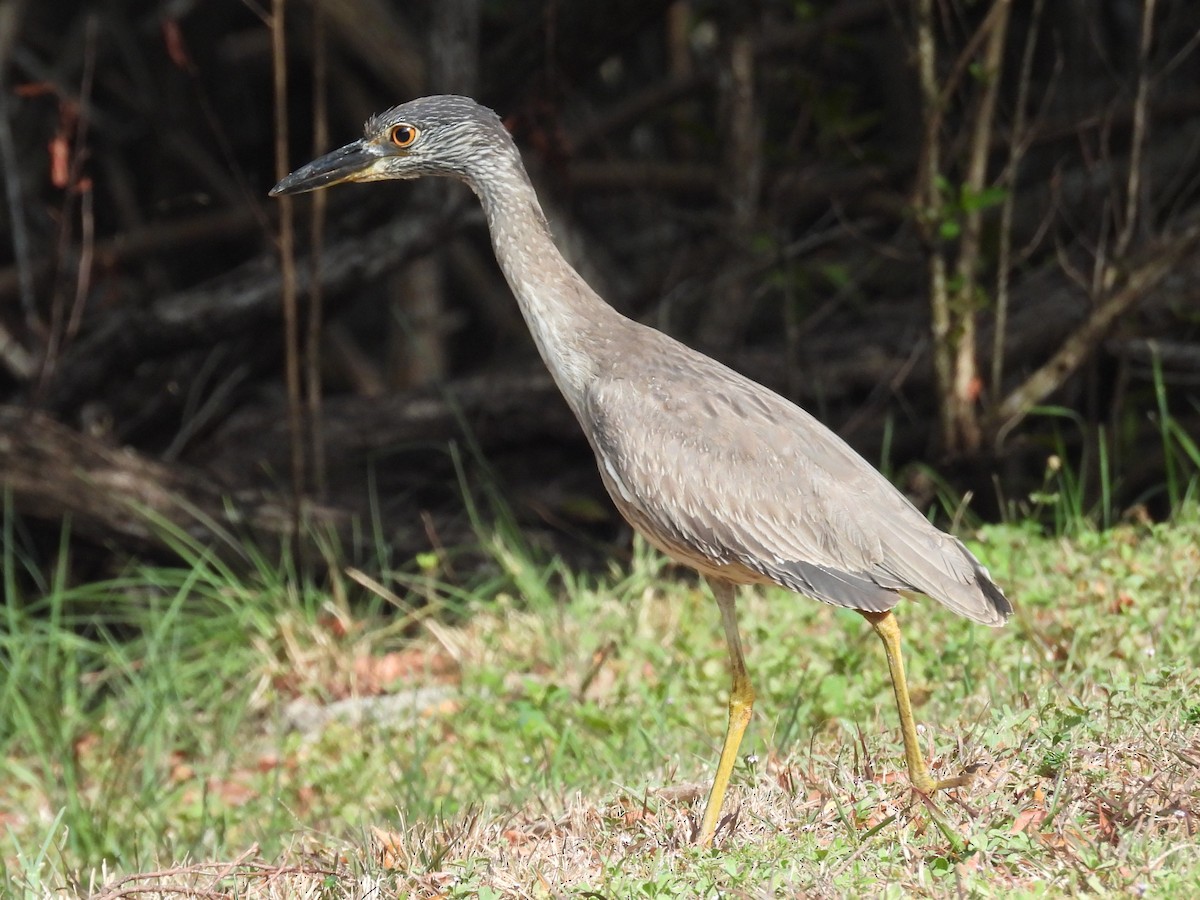 Yellow-crowned Night Heron - ML635336291