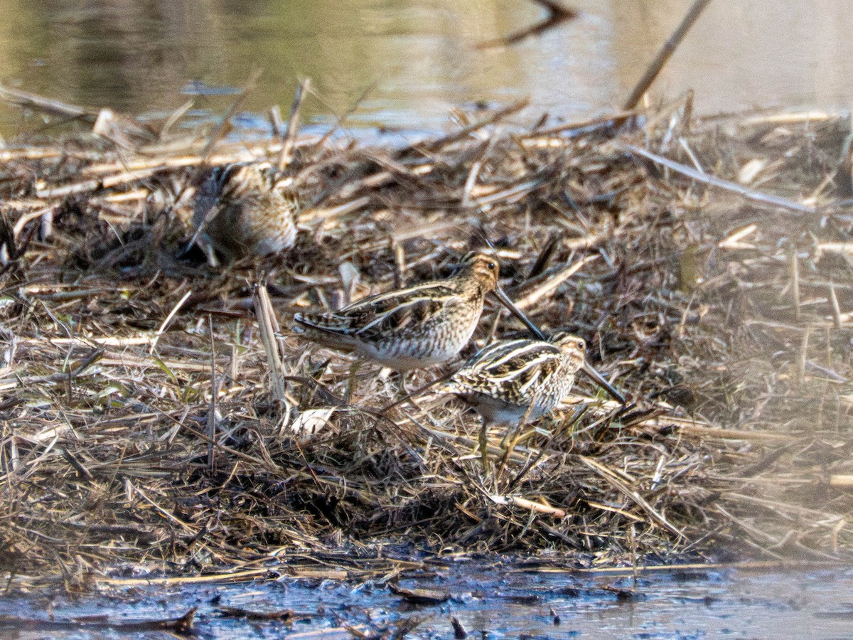 Common Snipe - ML635336332