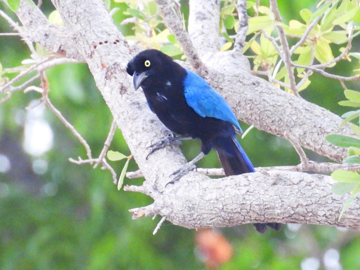San Blas Jay - ML635336388