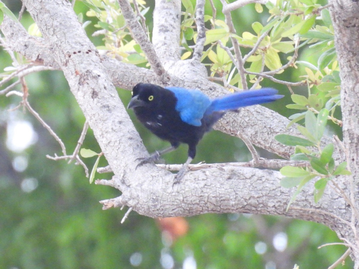 San Blas Jay - ML635336390