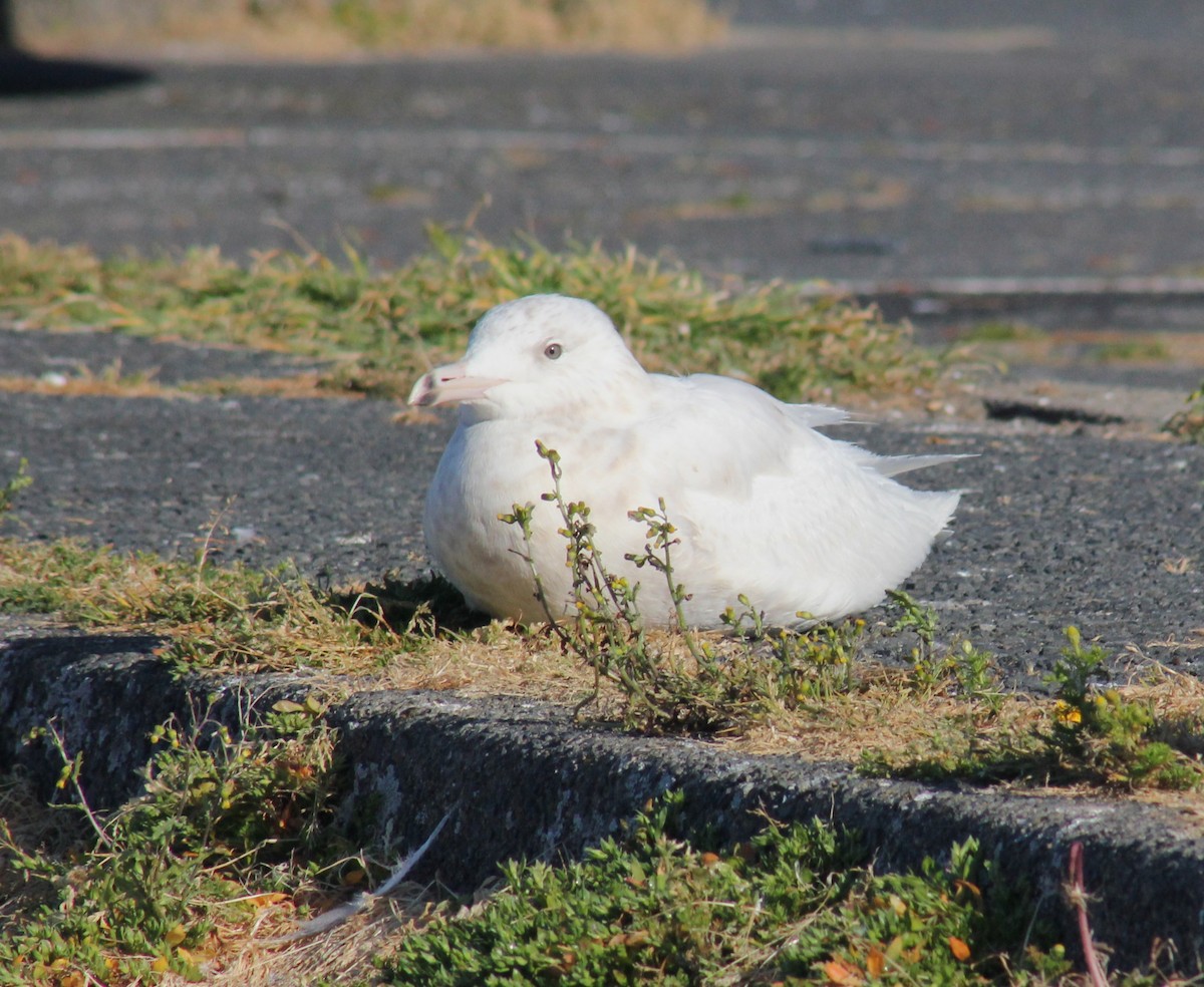 Glaucous Gull - ML635336418