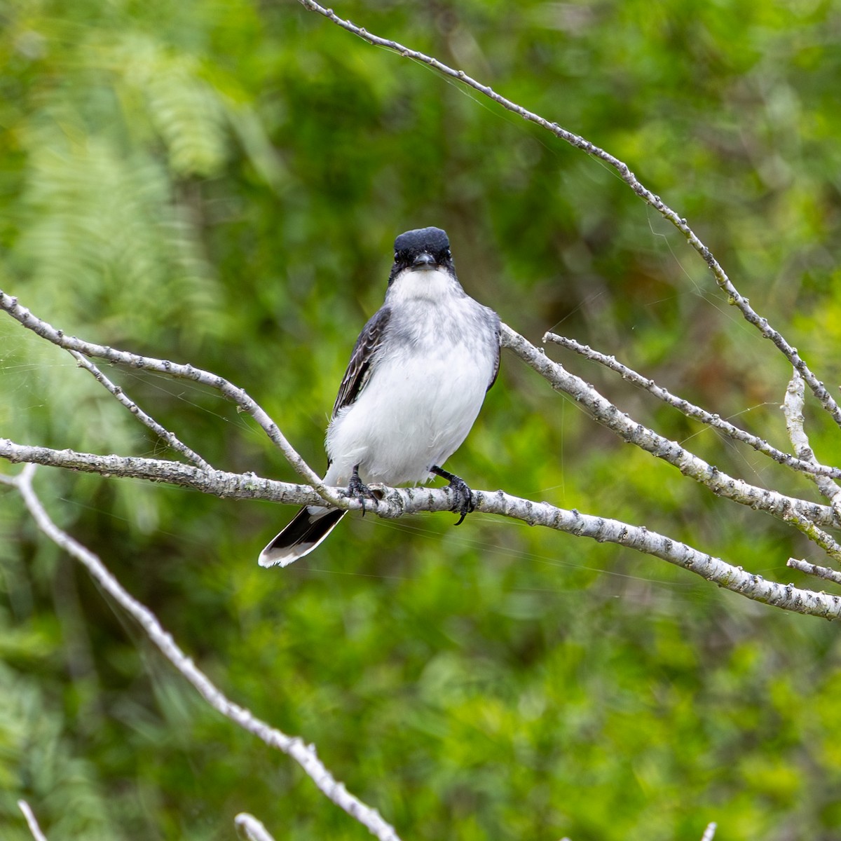 Eastern Kingbird - ML635336459