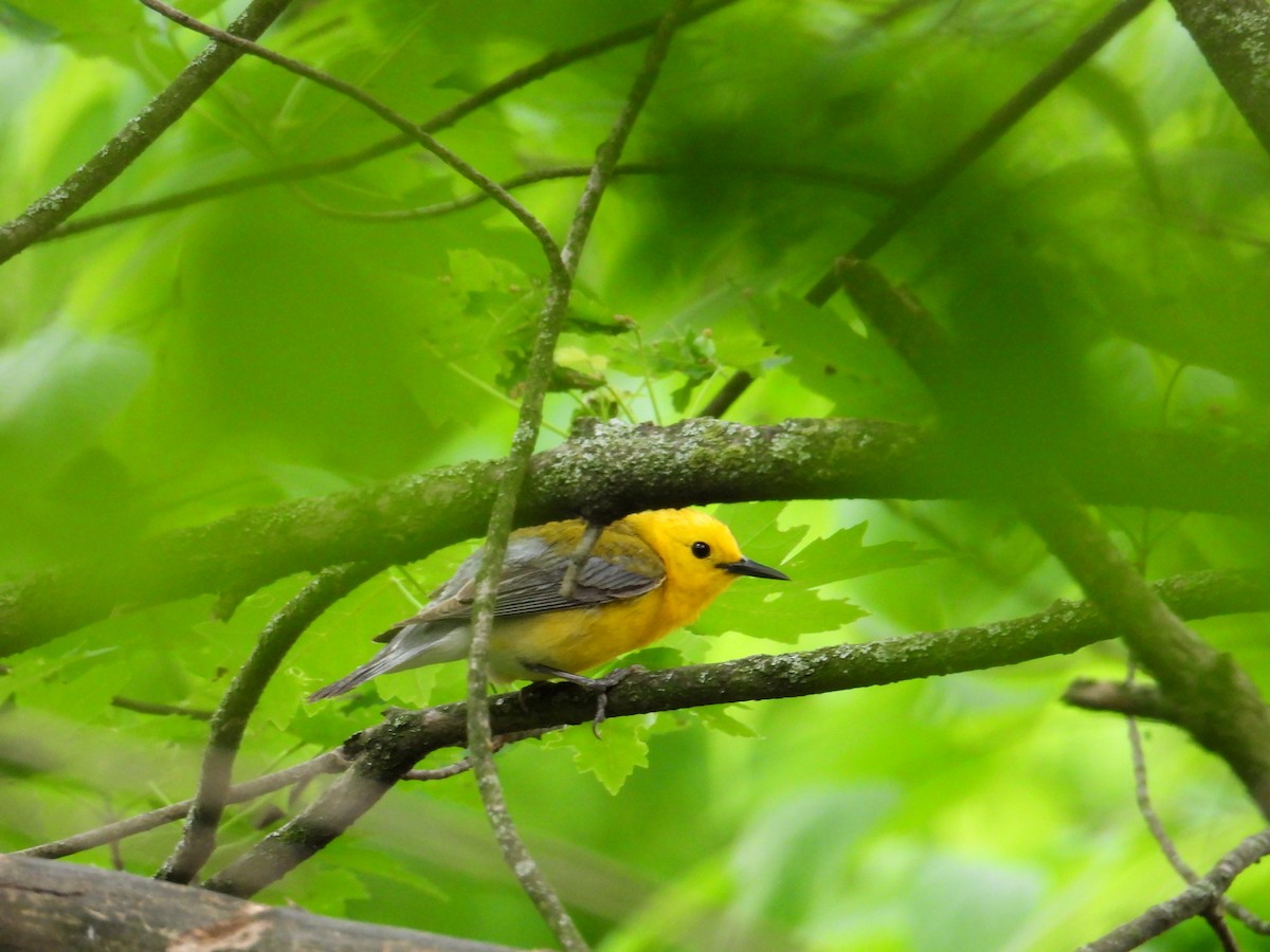 Prothonotary Warbler - ML635336474
