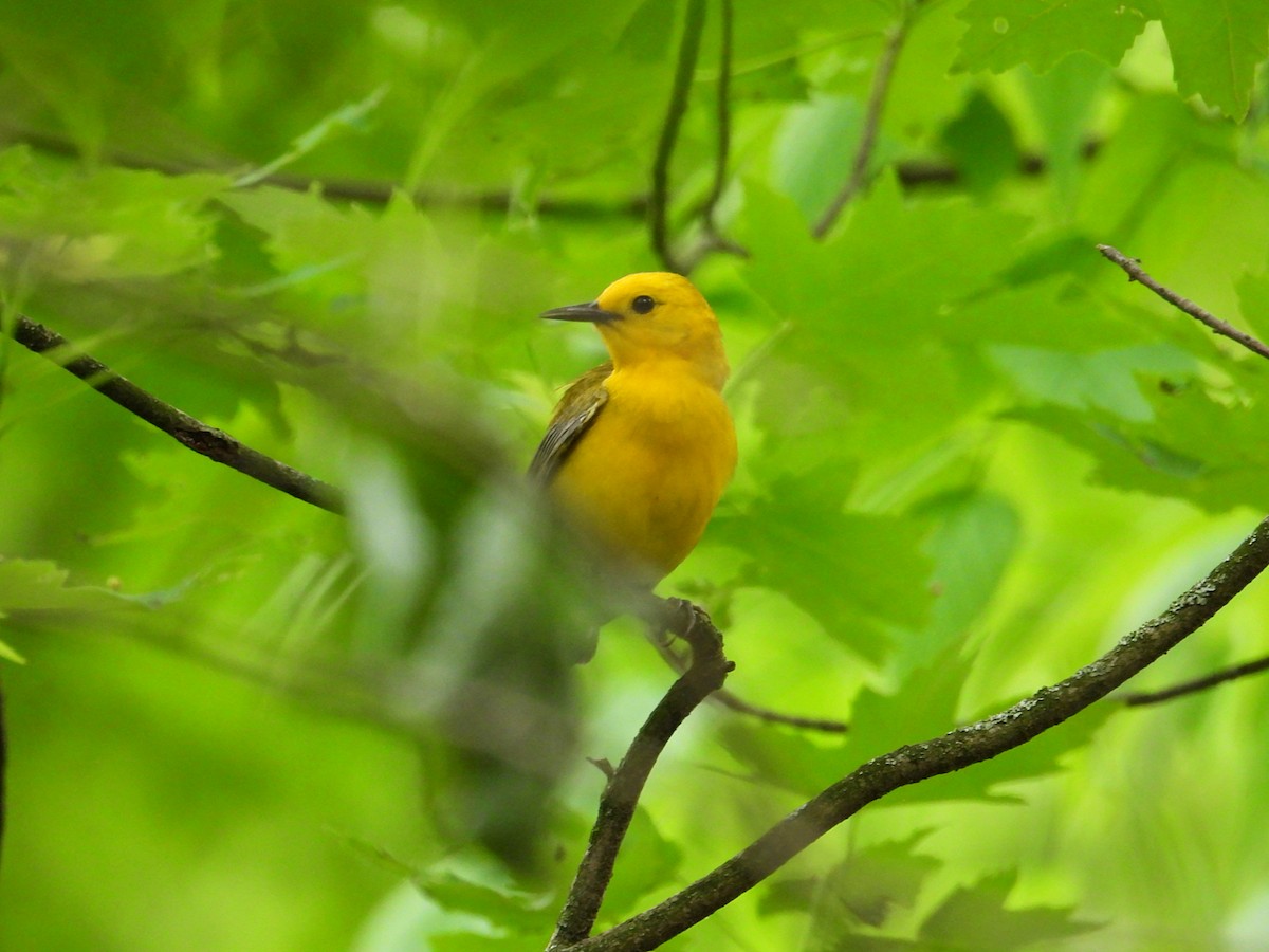 Prothonotary Warbler - ML635336476