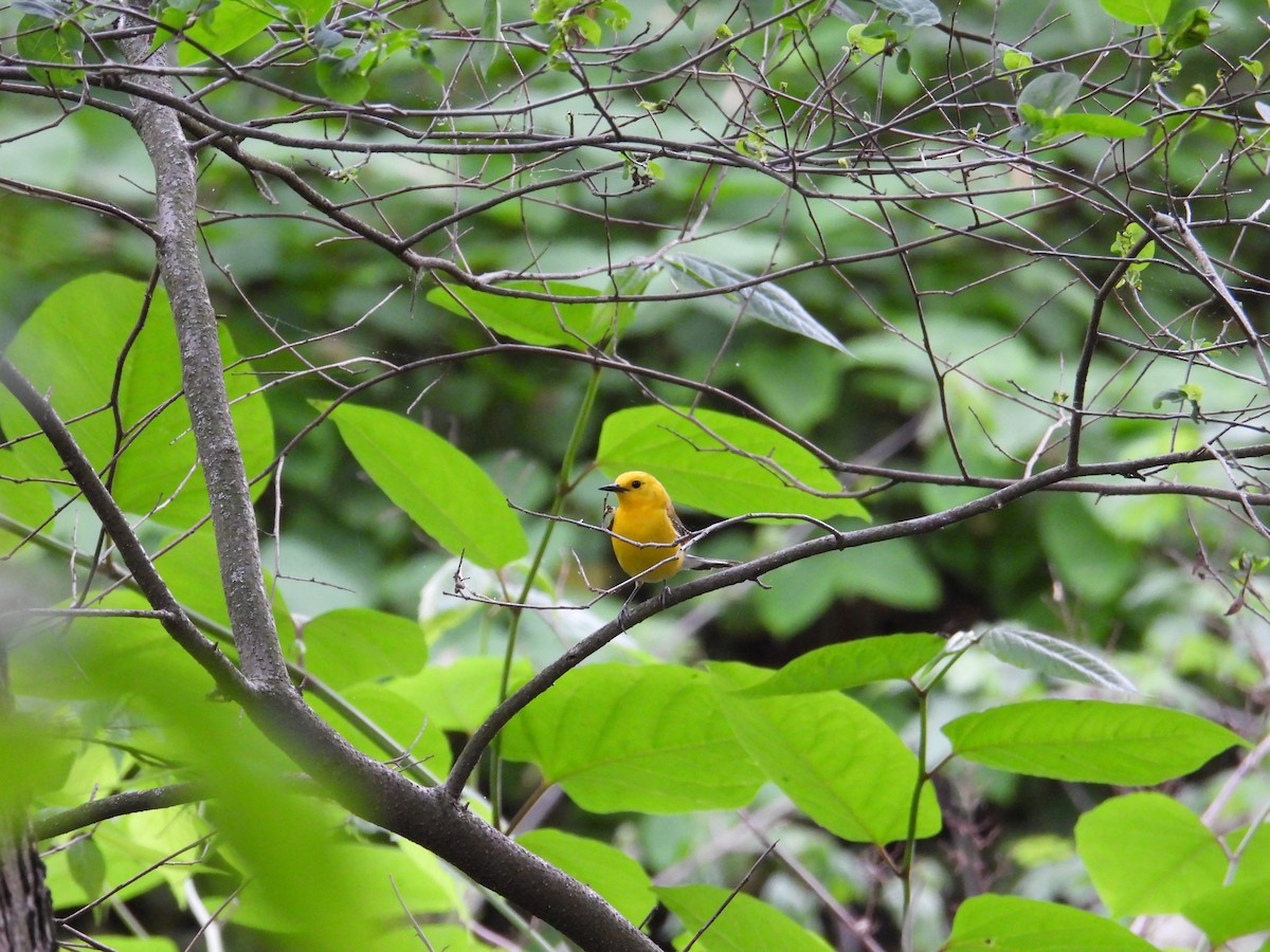 Prothonotary Warbler - ML635336478