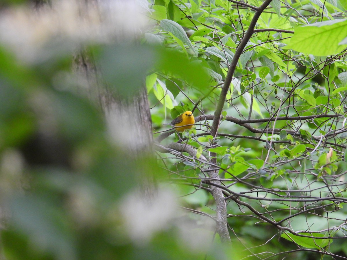Prothonotary Warbler - ML635336479