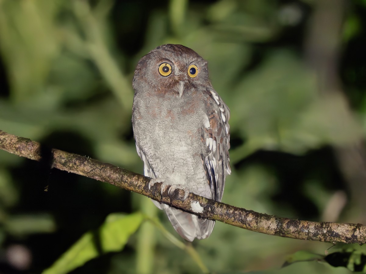 Puntarenas Screech-Owl (undescribed form) - ML635336481
