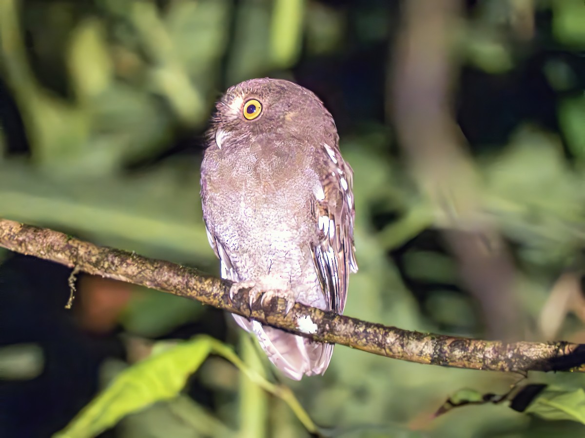 Puntarenas Screech-Owl (undescribed form) - ML635336483
