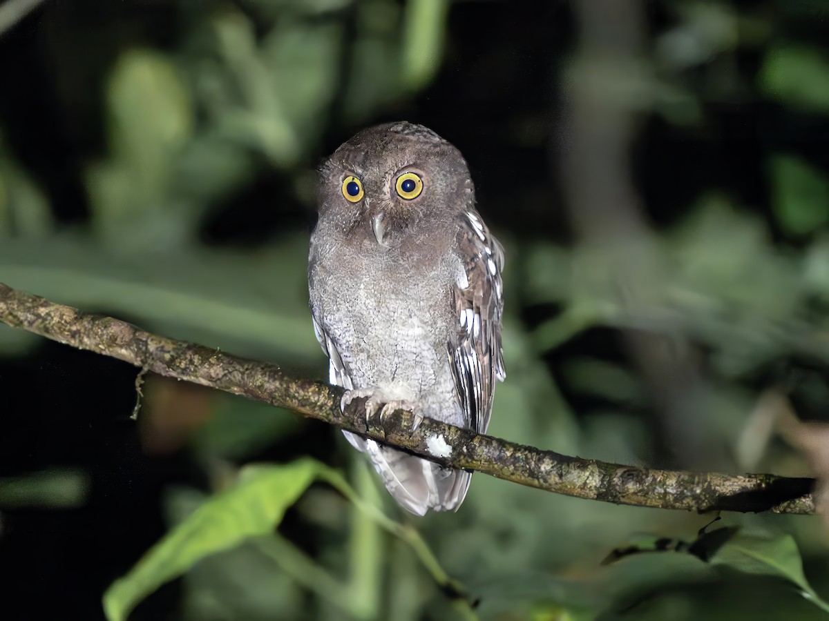 Puntarenas Screech-Owl (undescribed form) - ML635336487