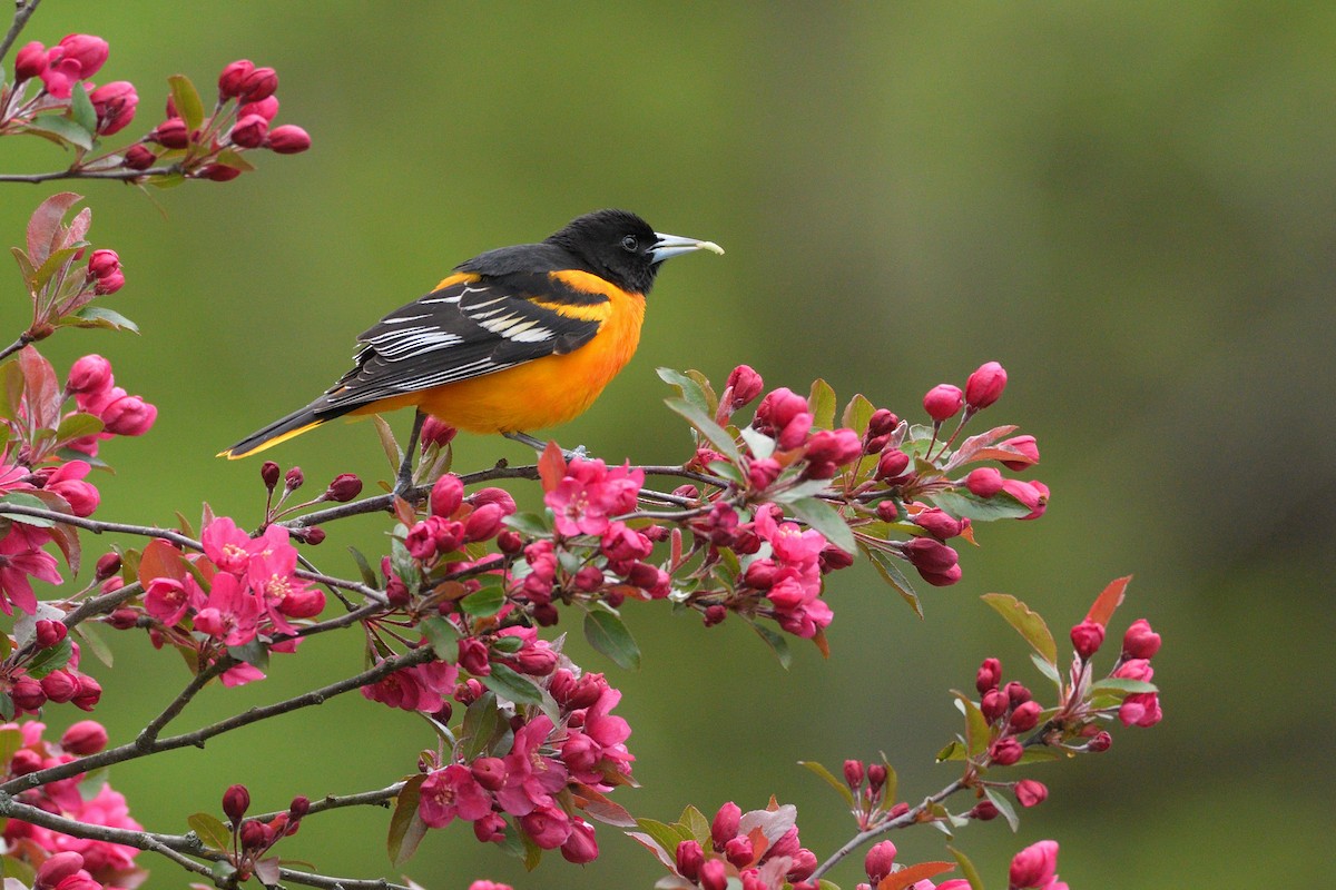 Oriole de Baltimore - ML635336575