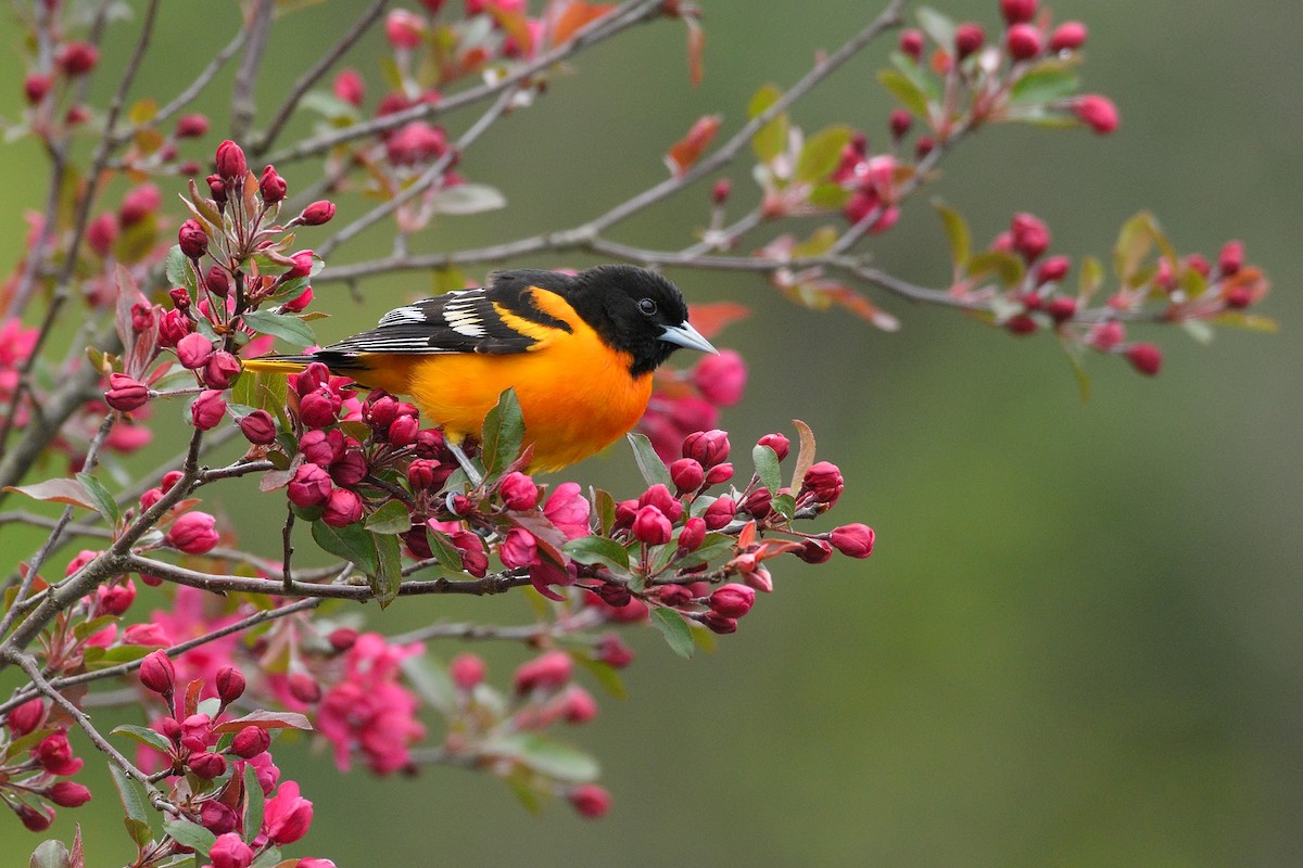 Oriole de Baltimore - ML635336576