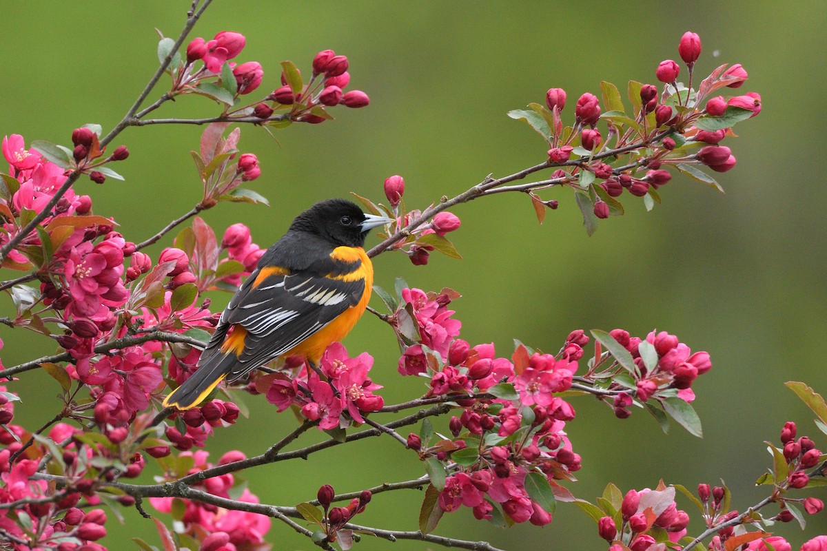 Oriole de Baltimore - ML635336577