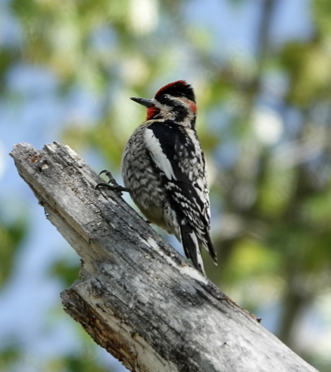 Red-naped Sapsucker - ML635336608