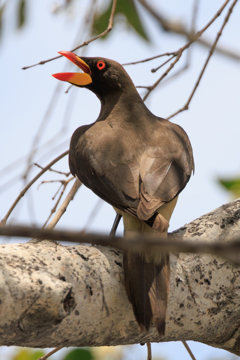 Yellow-billed Oxpecker - ML635336704