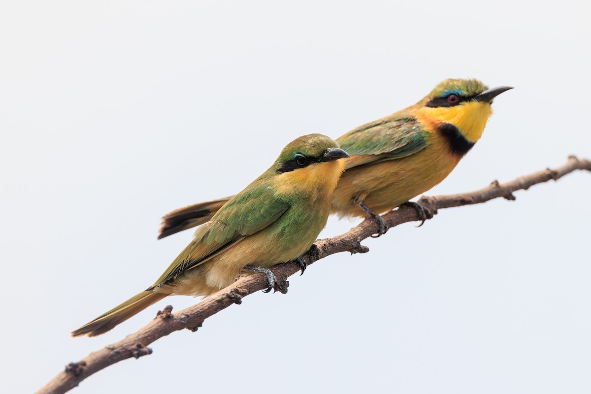 Little Bee-eater - ML635336710