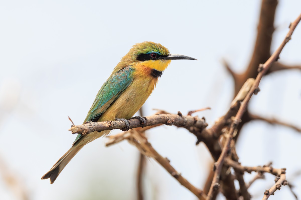 Little Bee-eater - ML635336711