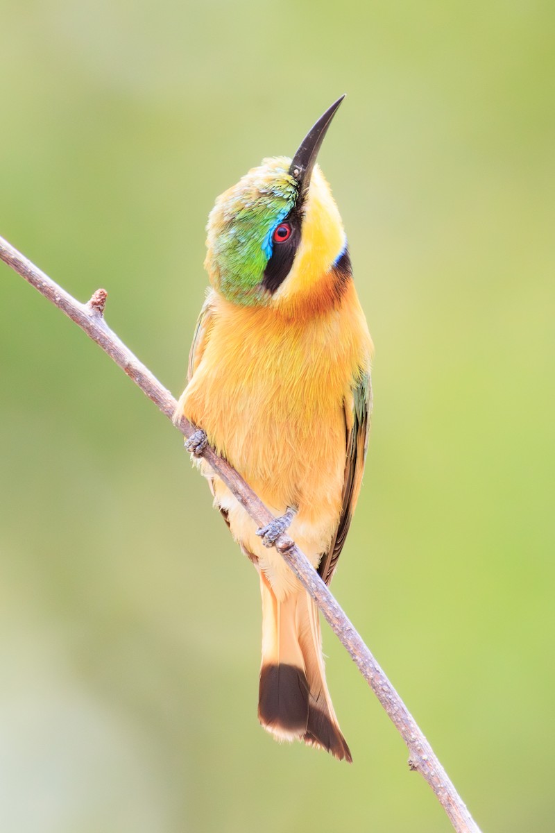 Little Bee-eater - ML635336712