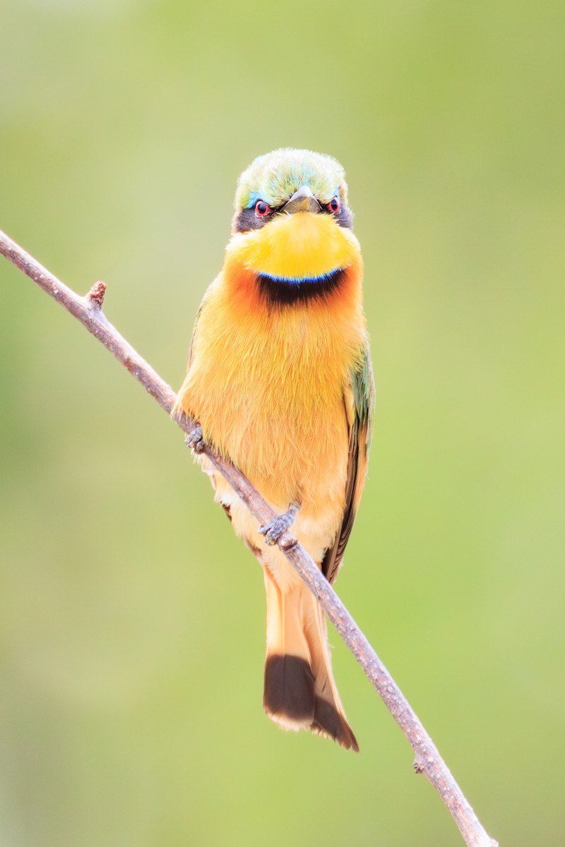 Little Bee-eater - ML635336713