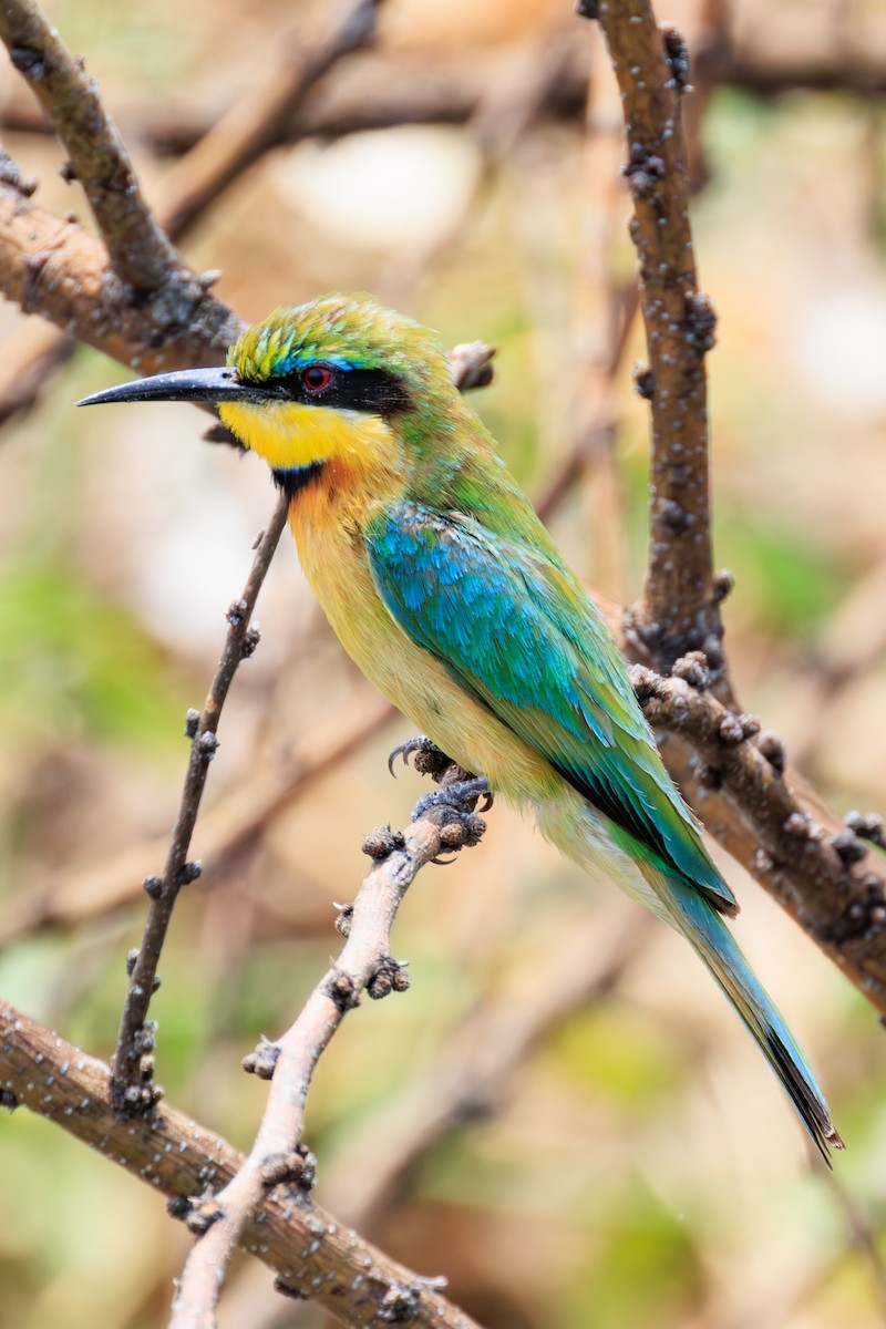 Little Bee-eater - ML635336714