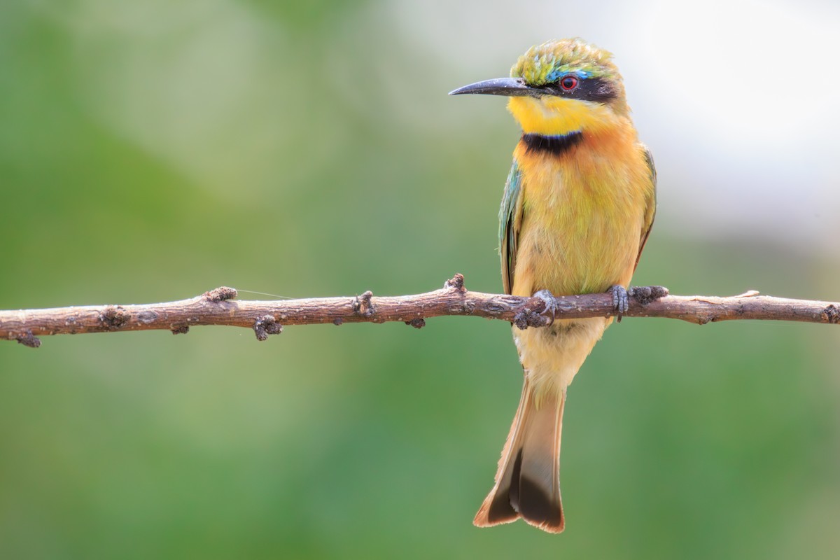 Little Bee-eater - ML635336715