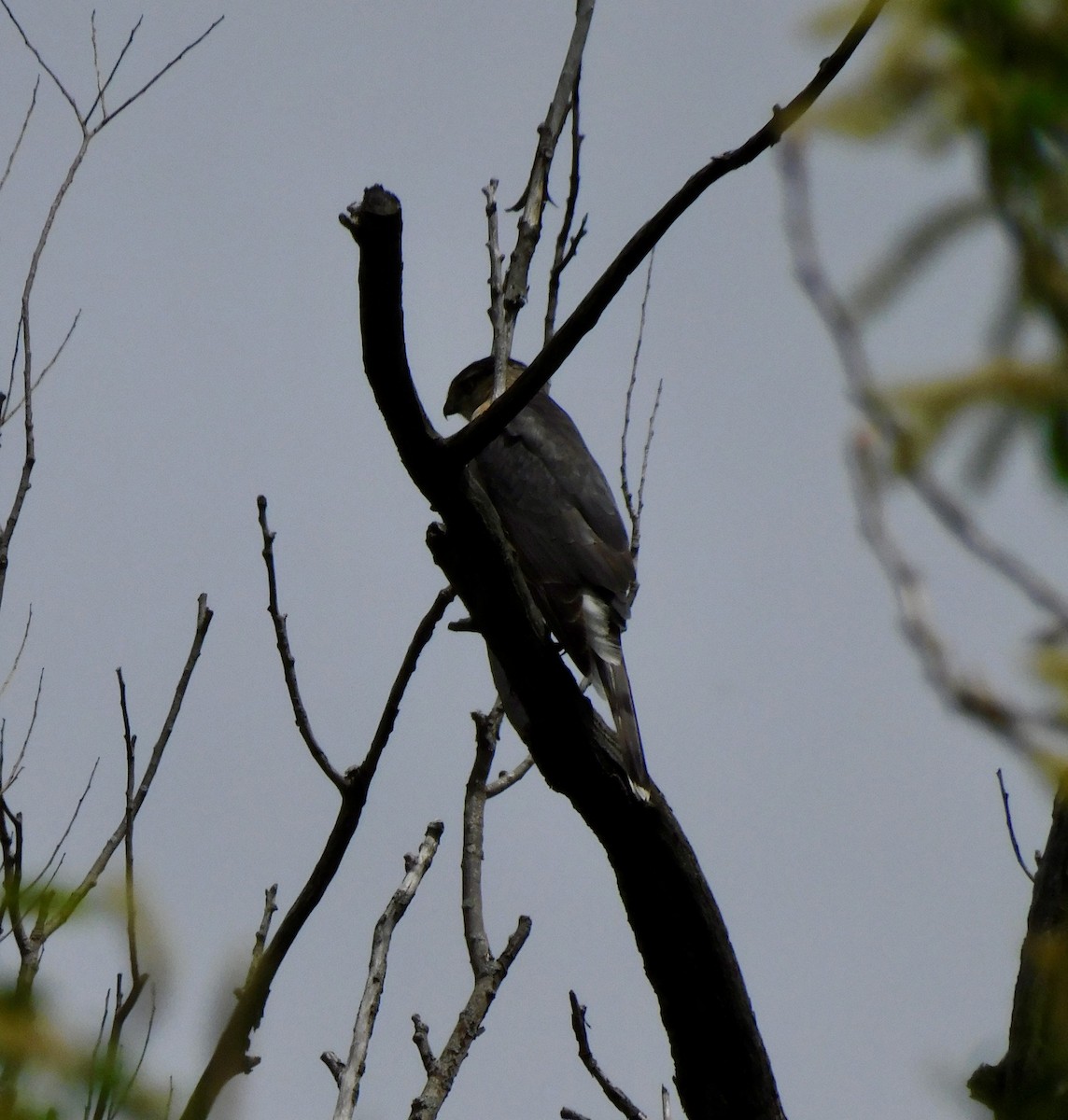 Cooper's Hawk - ML635336771