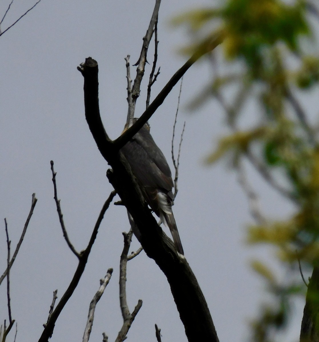 Cooper's Hawk - ML635336772