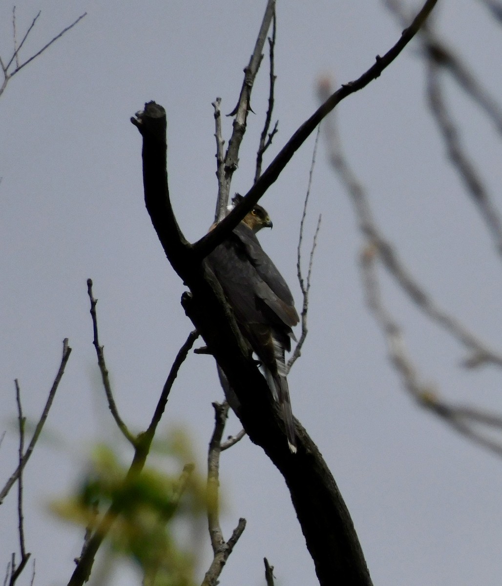 Cooper's Hawk - ML635336773