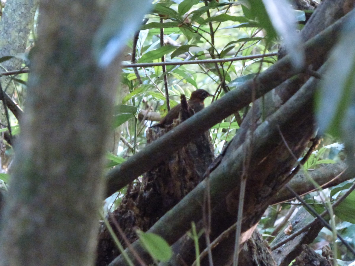 Mayan Antthrush - ML635336783